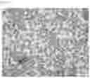 Fig. 13 - COMPOSITIONS OF DISPERSED PHASE FOR PREPARATION OF APIXABAN-LOADED MICROSPHERES AND BIOCOMPATIBLE POLYMER-BASED APIXABAN-LOADED MICROSPHERES PREPARED THEREFROM