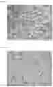 Fig. 06 - METHOD FOR PREPARING BIOCOMPATIBLE POLYMER-BASED APIXABAN-LOADED MICROSPHERES