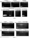 Fig. 04 - PEPTIDE-FUNCTIONALIZED BIODEGRADABLE POLYMERS FOR EFFICIENT DELIVERY OF VARIOUS RNAS