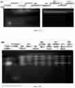 Fig. 05 - PEPTIDE-FUNCTIONALIZED BIODEGRADABLE POLYMERS FOR EFFICIENT DELIVERY OF VARIOUS RNAS