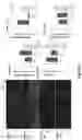 Fig. 18 - Formulations of Cannabidiol Derivatives and Their Use as Modulators of Cannabinoid Receptor Type 2 (CB2)