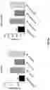 Fig. 06 - Ionic channel modulation as a method for treating tumors through inflammasome activation