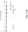 Fig. 17 - BENZOQUINONE DERIVATIVE E3330 IN COMBINATION WITH CHEMOTHERAPEUTIC AGENTS FOR THE TREATMENT OF CANCER AND ANGIOGENESIS