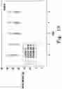 Fig. 24 - BENZOQUINONE DERIVATIVE E3330 IN COMBINATION WITH CHEMOTHERAPEUTIC AGENTS FOR THE TREATMENT OF CANCER AND ANGIOGENESIS