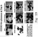 Fig. 29 - BENZOQUINONE DERIVATIVE E3330 IN COMBINATION WITH CHEMOTHERAPEUTIC AGENTS FOR THE TREATMENT OF CANCER AND ANGIOGENESIS