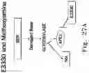 Fig. 33 - BENZOQUINONE DERIVATIVE E3330 IN COMBINATION WITH CHEMOTHERAPEUTIC AGENTS FOR THE TREATMENT OF CANCER AND ANGIOGENESIS