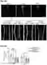 Fig. 20 - Methods of treating HIV-associated neurological disorders (HAND)