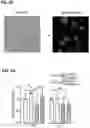 Fig. 22 - Methods of treating HIV-associated neurological disorders (HAND)
