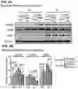 Fig. 23 - Methods of treating HIV-associated neurological disorders (HAND)