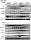 Fig. 31 - Methods of treating HIV-associated neurological disorders (HAND)