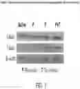 Fig. 08 - METHODS OF TREATING INFLAMMATORY BOWEL DISEASE WITH AMD3100 AND TACROLIMUS