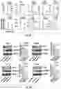 Fig. 04 - HISTONE DEACETYLASE AS A MODULATOR OF PDLI EXPRESSION AND ACTIVITY