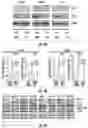 Fig. 06 - HISTONE DEACETYLASE AS A MODULATOR OF PDLI EXPRESSION AND ACTIVITY