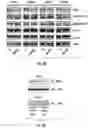 Fig. 08 - HISTONE DEACETYLASE AS A MODULATOR OF PDLI EXPRESSION AND ACTIVITY
