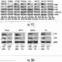 Fig. 22 - HISTONE DEACETYLASE AS A MODULATOR OF PDLI EXPRESSION AND ACTIVITY