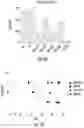 Fig. 28 - HISTONE DEACETYLASE AS A MODULATOR OF PDLI EXPRESSION AND ACTIVITY