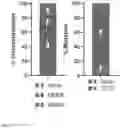 Fig. 02 - METHODS AND COMPOSITIONS RELATING TO TREATMENT OF CANCER