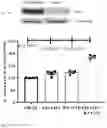 Fig. 05 - METHODS AND COMPOSITIONS RELATING TO TREATMENT OF CANCER