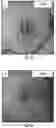Fig. 05 - COMPOSITIONS AND METHODS FOR TREATING AGE-RELATED MACULAR DEGENERATION