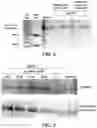 Fig. 05 - LIPOSOMAL FORMULATIONS, AND METHODS OF USING AND PREPARING THEREOF