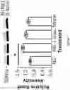 Fig. 08 - COMPOSITIONS AND METHODS FOR THE TREATMENT OF ABERRANT ANGIOGENESIS