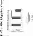 Fig. 26 - COMPOSITIONS AND METHODS FOR THE TREATMENT OF ABERRANT ANGIOGENESIS