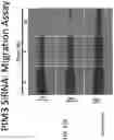 Fig. 27 - COMPOSITIONS AND METHODS FOR THE TREATMENT OF ABERRANT ANGIOGENESIS