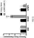 Fig. 35 - COMPOSITIONS AND METHODS FOR THE TREATMENT OF ABERRANT ANGIOGENESIS