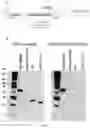 Fig. 06 - Methods Of Treating Metabolic Disorders And Cardiovascular Disease With Inhibin Subunit Beta E (INHBE) Inhibitors
