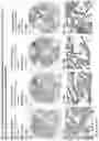 Fig. 115 - ANTI-VARIABLE MUC1* ANTIBODIES AND USES THEREOF
