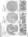 Fig. 131 - ANTI-VARIABLE MUC1* ANTIBODIES AND USES THEREOF
