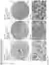 Fig. 133 - ANTI-VARIABLE MUC1* ANTIBODIES AND USES THEREOF