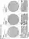 Fig. 139 - ANTI-VARIABLE MUC1* ANTIBODIES AND USES THEREOF
