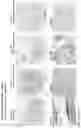 Fig. 145 - ANTI-VARIABLE MUC1* ANTIBODIES AND USES THEREOF