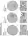 Fig. 147 - ANTI-VARIABLE MUC1* ANTIBODIES AND USES THEREOF