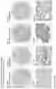 Fig. 151 - ANTI-VARIABLE MUC1* ANTIBODIES AND USES THEREOF
