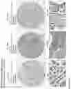 Fig. 155 - ANTI-VARIABLE MUC1* ANTIBODIES AND USES THEREOF