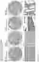 Fig. 159 - ANTI-VARIABLE MUC1* ANTIBODIES AND USES THEREOF
