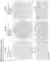Fig. 165 - ANTI-VARIABLE MUC1* ANTIBODIES AND USES THEREOF
