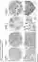 Fig. 170 - ANTI-VARIABLE MUC1* ANTIBODIES AND USES THEREOF