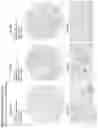Fig. 175 - ANTI-VARIABLE MUC1* ANTIBODIES AND USES THEREOF