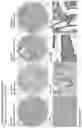 Fig. 177 - ANTI-VARIABLE MUC1* ANTIBODIES AND USES THEREOF