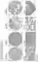 Fig. 178 - ANTI-VARIABLE MUC1* ANTIBODIES AND USES THEREOF