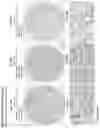 Fig. 181 - ANTI-VARIABLE MUC1* ANTIBODIES AND USES THEREOF