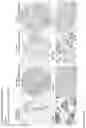 Fig. 185 - ANTI-VARIABLE MUC1* ANTIBODIES AND USES THEREOF