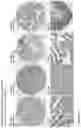 Fig. 198 - ANTI-VARIABLE MUC1* ANTIBODIES AND USES THEREOF