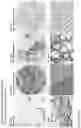 Fig. 199 - ANTI-VARIABLE MUC1* ANTIBODIES AND USES THEREOF