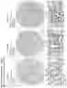 Fig. 203 - ANTI-VARIABLE MUC1* ANTIBODIES AND USES THEREOF