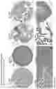 Fig. 206 - ANTI-VARIABLE MUC1* ANTIBODIES AND USES THEREOF