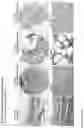 Fig. 207 - ANTI-VARIABLE MUC1* ANTIBODIES AND USES THEREOF